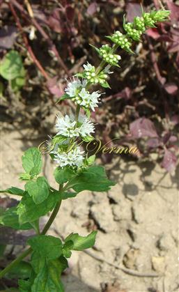  Flowering Shoot